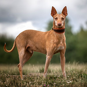 Podenco Andaluz