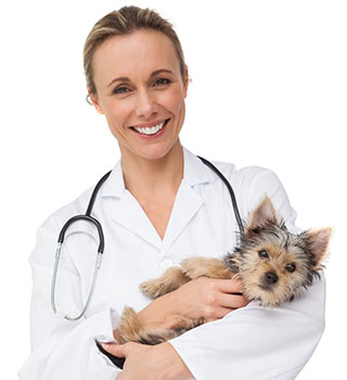 Eine Tierärztin schaut in die Kamera und hält einen kleinen Hund auf dem Arm.