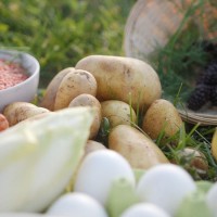 Vorschau PLANTA – 5 kg Trockenfutter Hund