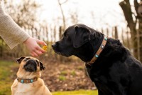 Vorschau HAPPY HOPPIES - Osterkekse mit Truthahn, Joghurt, Curcuma & Rote Bete - 200 g