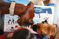 Vorschau ADVENTSKALENDER KLASSIK für Hunde – 270 g