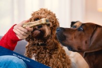 Vorschau ADVENTSKALENDER KLASSIK für Hunde – 270 g
