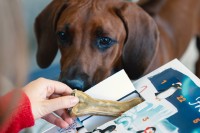 Vorschau ADVENTSKALENDER SENSITIV für Hunde - 260 g