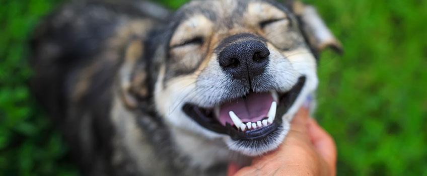 Allergie Hund