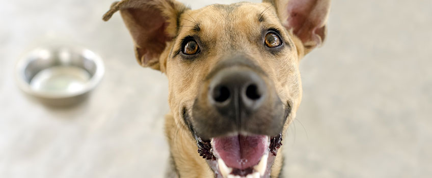 Brauner Hund lächelt zufrieden mit glänzenden Augen in Kamera, im Hintergrund ist ein FUtternapf.