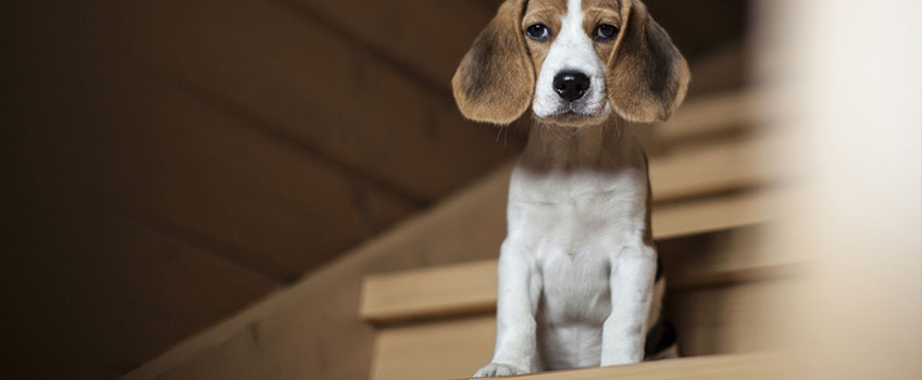 Kleiner Hund mit langen-großen Ohren sitzt auf einer Treppe und schaut bedrückt in die Kamera.