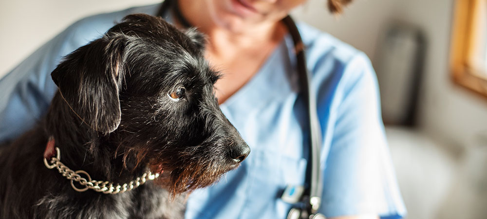 Kleiner schwarzer Hund mit rauem Fell sitzt vor einer Tierärztin in blauer Uniform.
