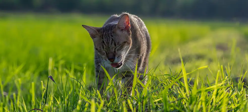 Getigerte Katze läuft durch grünes Gras und kaut mit leicht geöffnetem Maul