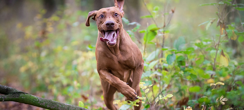 Brauner, athletischer, glücklicher Hund rennt schnell durch ein großes Waldgebiet.