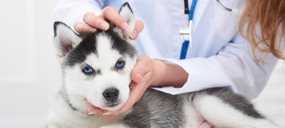 Kleiner Husky mit blauen Augen liegt entspannt und wird von einer Ärztin in blauem Kittel untersucht.