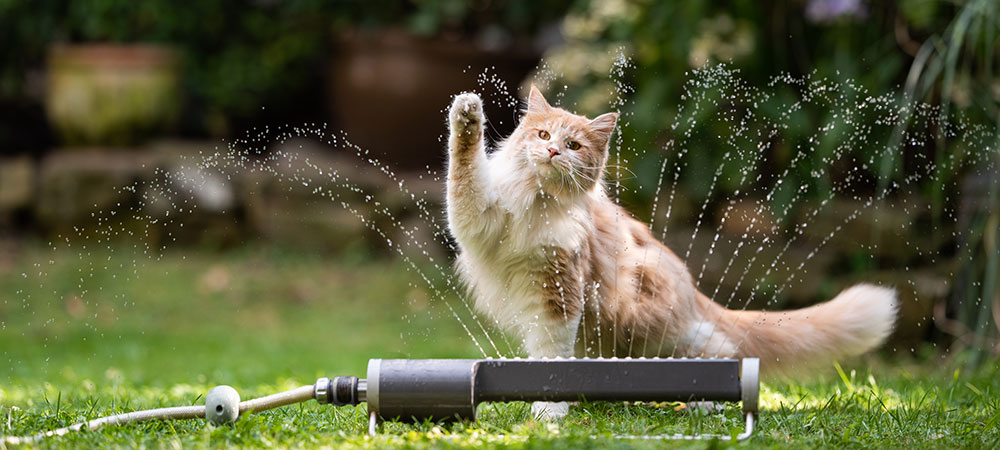 Maine Coon Katze spielt mit Rasensprenger auf einer grünen Wiese und hebt seine Pfote.