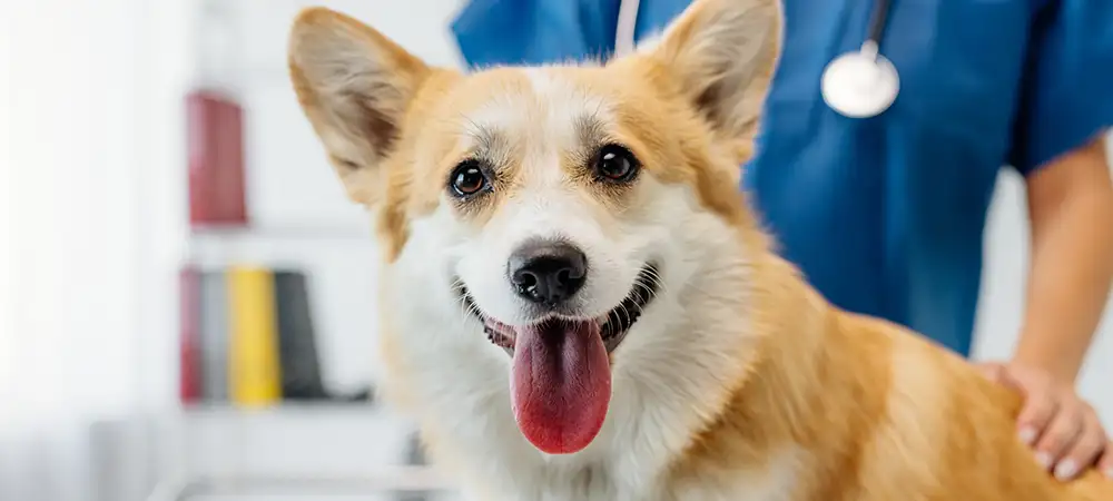 Hund sitzt bei einer tierärztlichen Untersuchung vor einer Person mit Stethoskop.