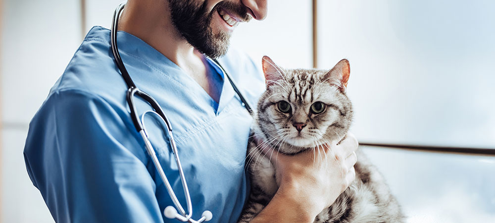 Bärtiger Mann in blauem Kittel und mit Stethoskop hält eine grau getigerte Katze.