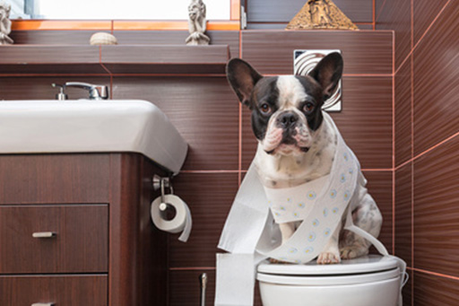 Mops sitzt auf einer Kloschüssel und ist von einer abgerollten Toilettenpapierrolle ummantelt.
