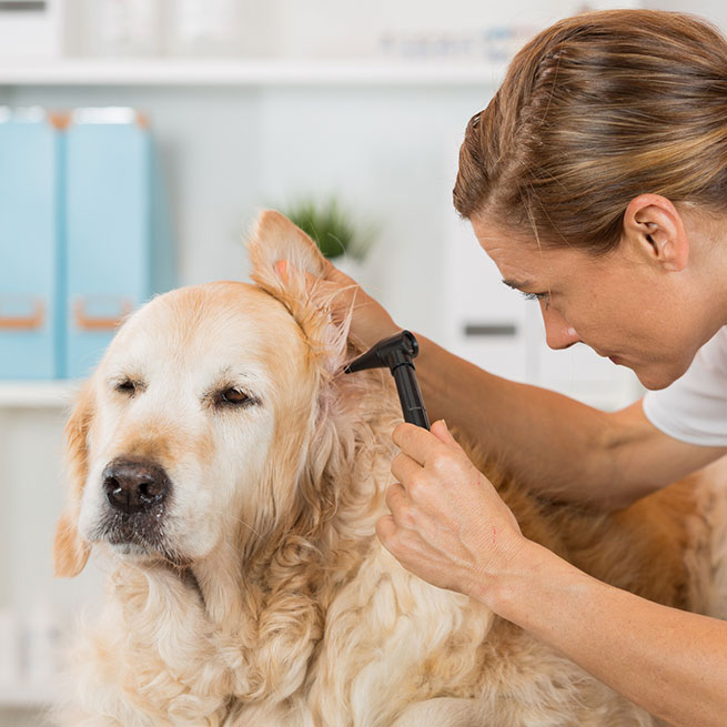Tierärztin in weißer Uniform untersucht müden Golden Retriever und schaut diesem ins Ohr.