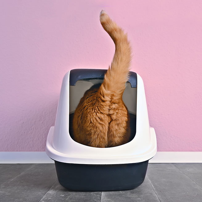 Rote Katze sitzt in einer Katzentoilette, nur Hinterteil und aufgerichteter Schwanz sind sichtbar vor rosa Wand