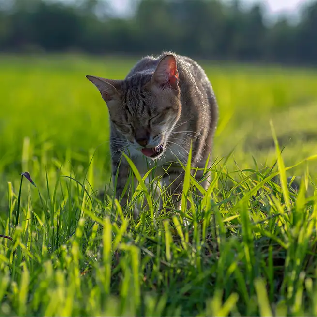 Getigerte Katze läuft durch grünes Gras und kaut mit leicht geöffnetem Maul
