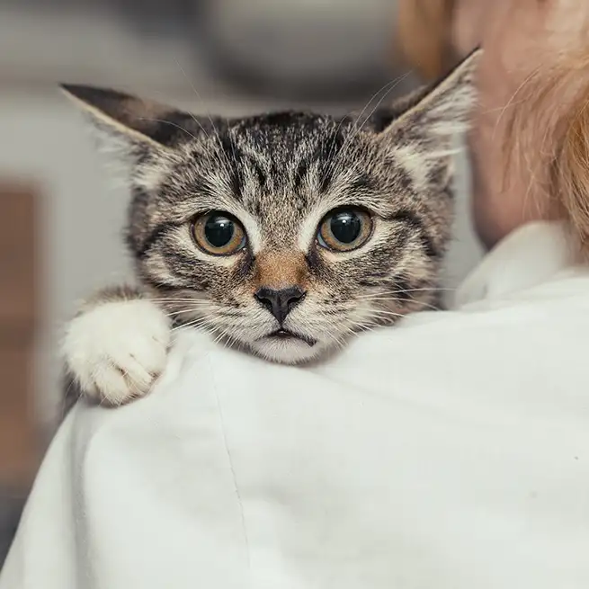 Getigerte Katze blickt über die Schulter einer Tierärztin während einer Untersuchung.