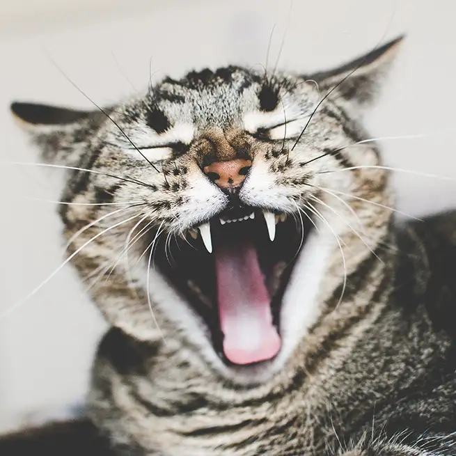 Getigerte Katze gähnt mit weit geöffnetem Maul und zeigt Zähne und Zunge