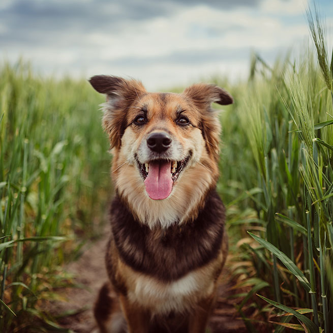 Ein beige-brauner Australian Shepherd sitzt in einem grünen Getreidefeld.