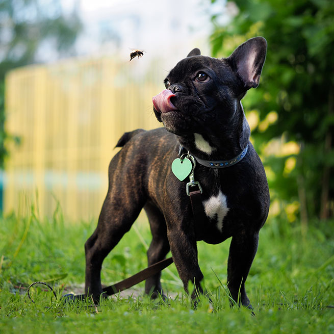 Eine Französische Bulldogge steht auf einer grünen Wiese und schaut einer fliegenden Hummel hinterher.