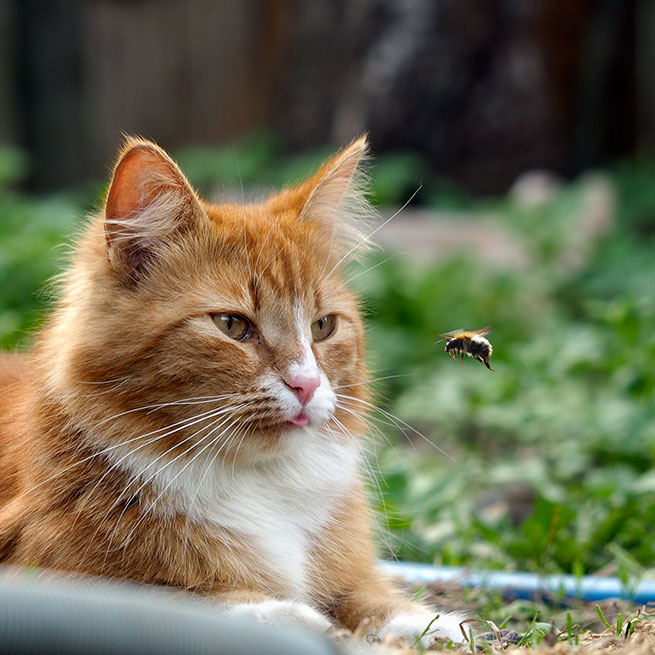 Eine orange-getigerte Katze liegt auf einer Wiese und schaut zu einer heranfliegenden Hummel.