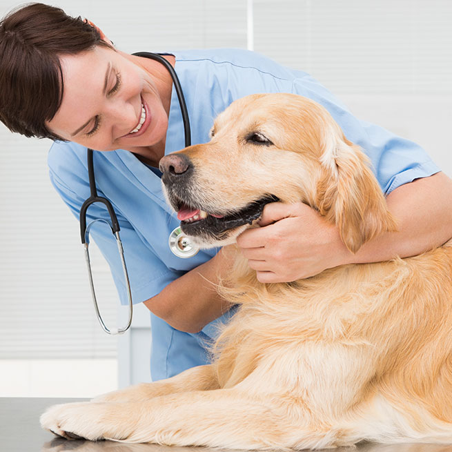 Tierärztin in blauer Uniform hält zufriedenen Golden-Retriever im Arm und lächelt diesen an.