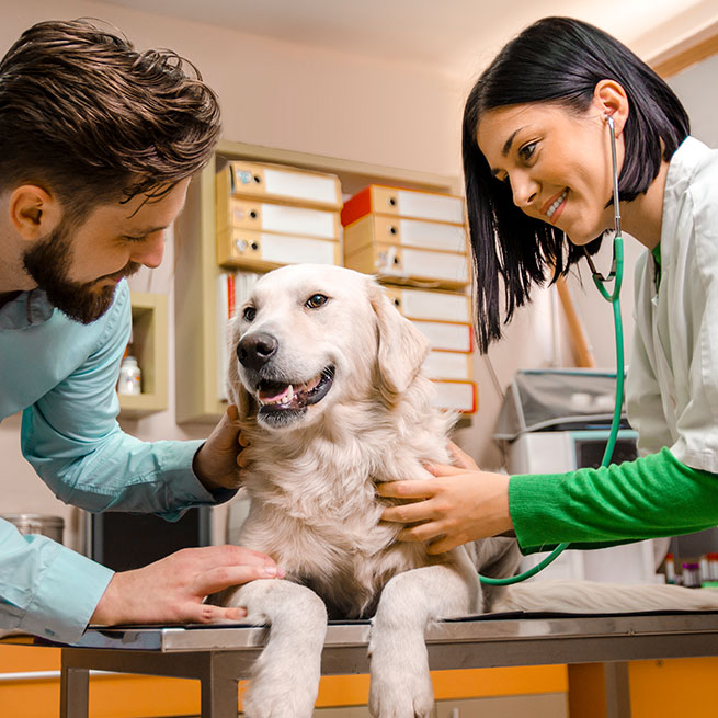 Fröhlicher Golden Retriever wird von Besitzer gestreichelt, und von Tierärztin untersucht.