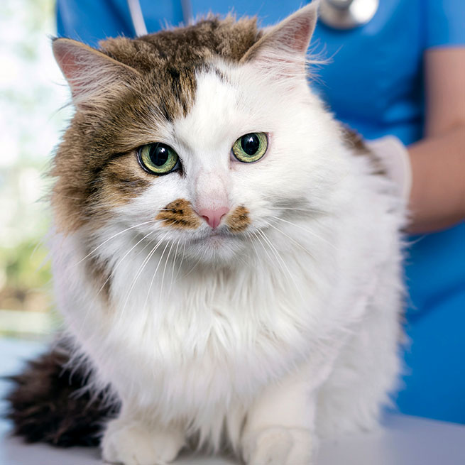 Tierärztin hält eine weiß-braun getigerte Katze während einer Untersuchung.