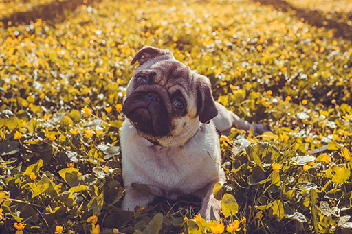Kleiner grauer Mops liegt ein einem gelben Blumenfeld und schaut mit fragendem Blick in die Kamera.